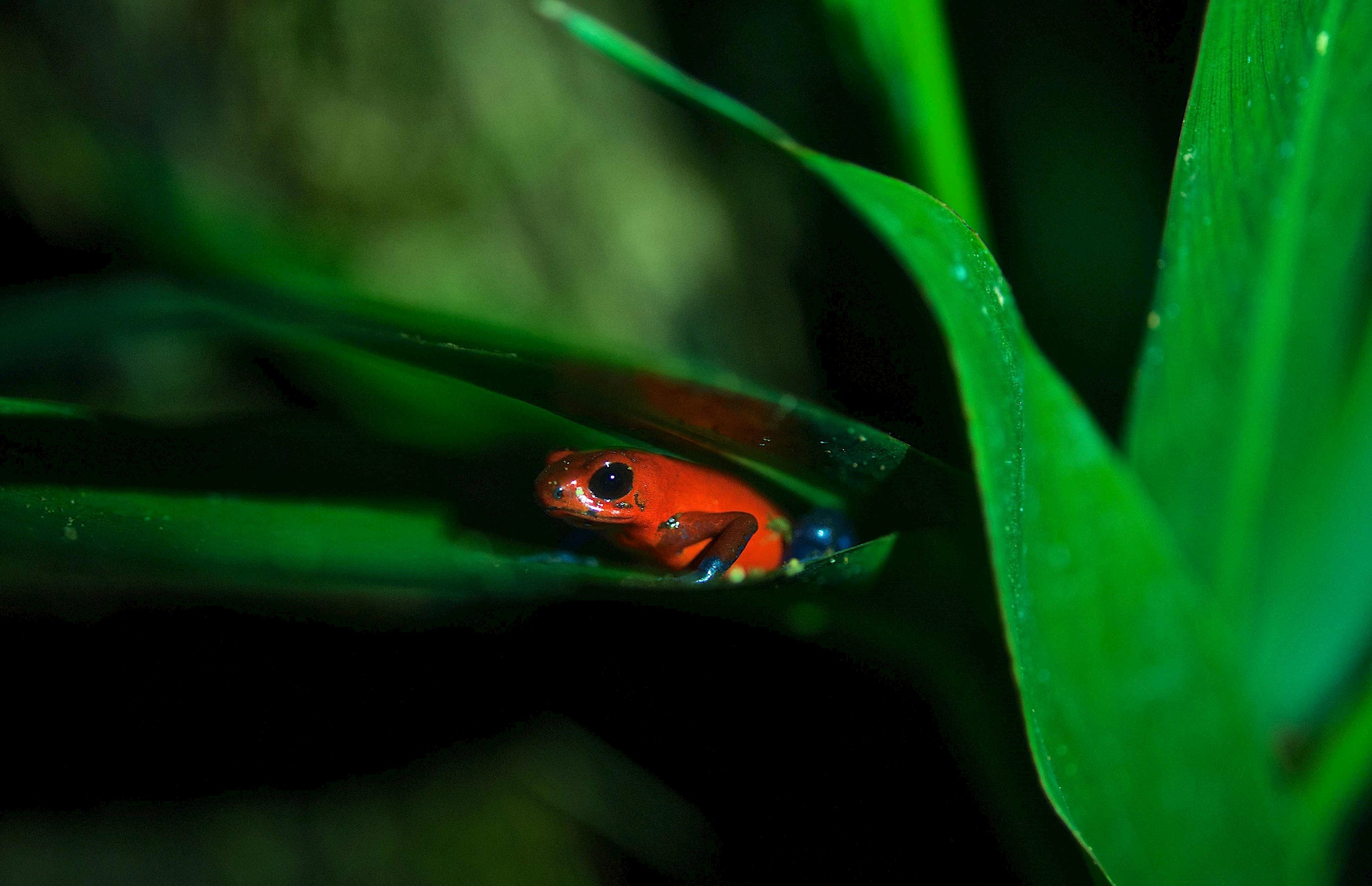 take-a-hike-around-monteverde-reserve-in-costa-rica.jpg
