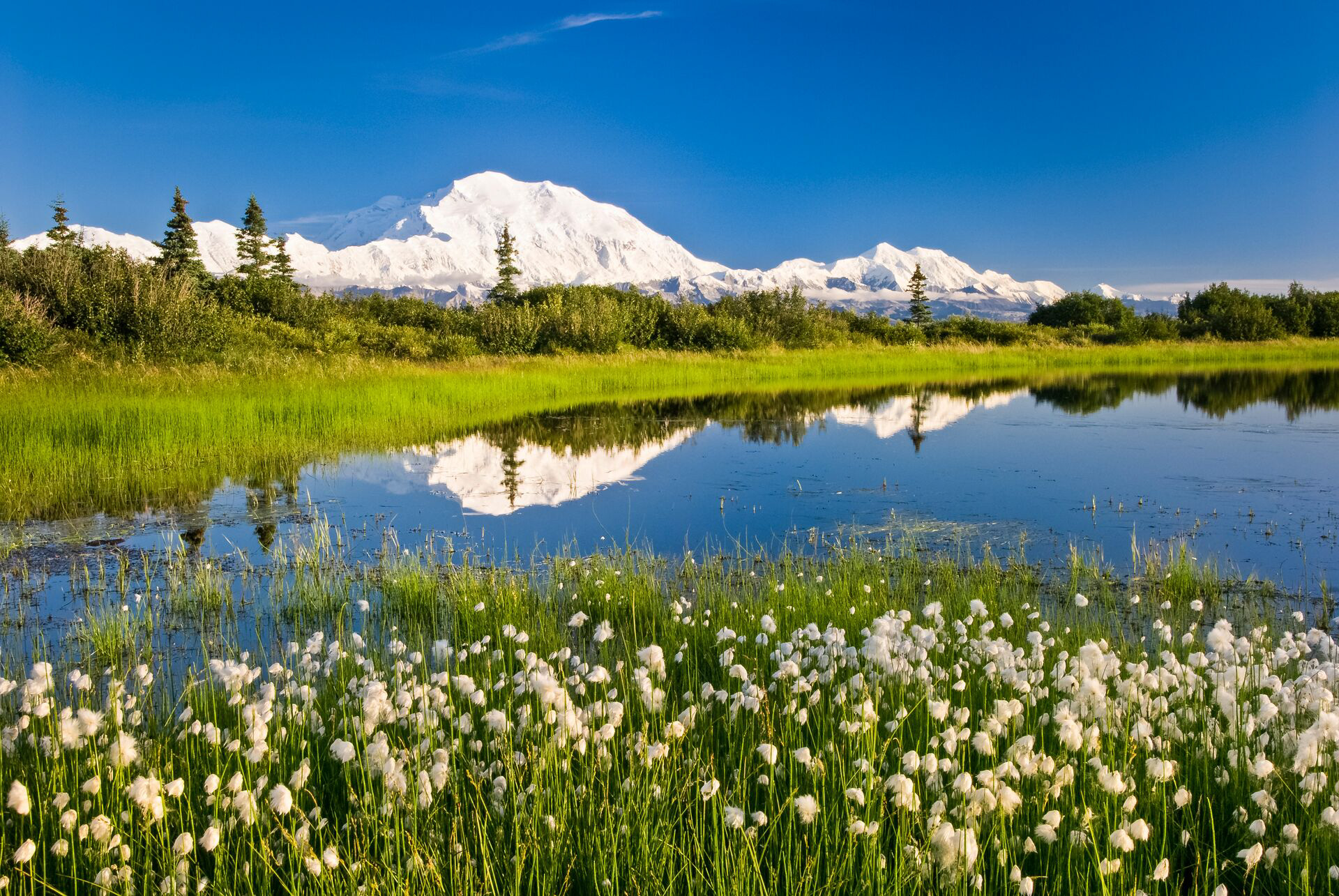 Denali mountain reflected in pond, Denali National Park, Alaska 