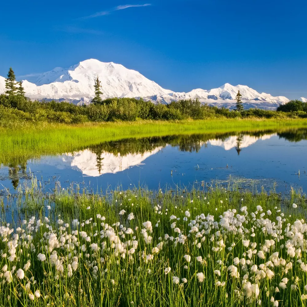 Denali mountain reflected in pond, Denali National Park, Alaska