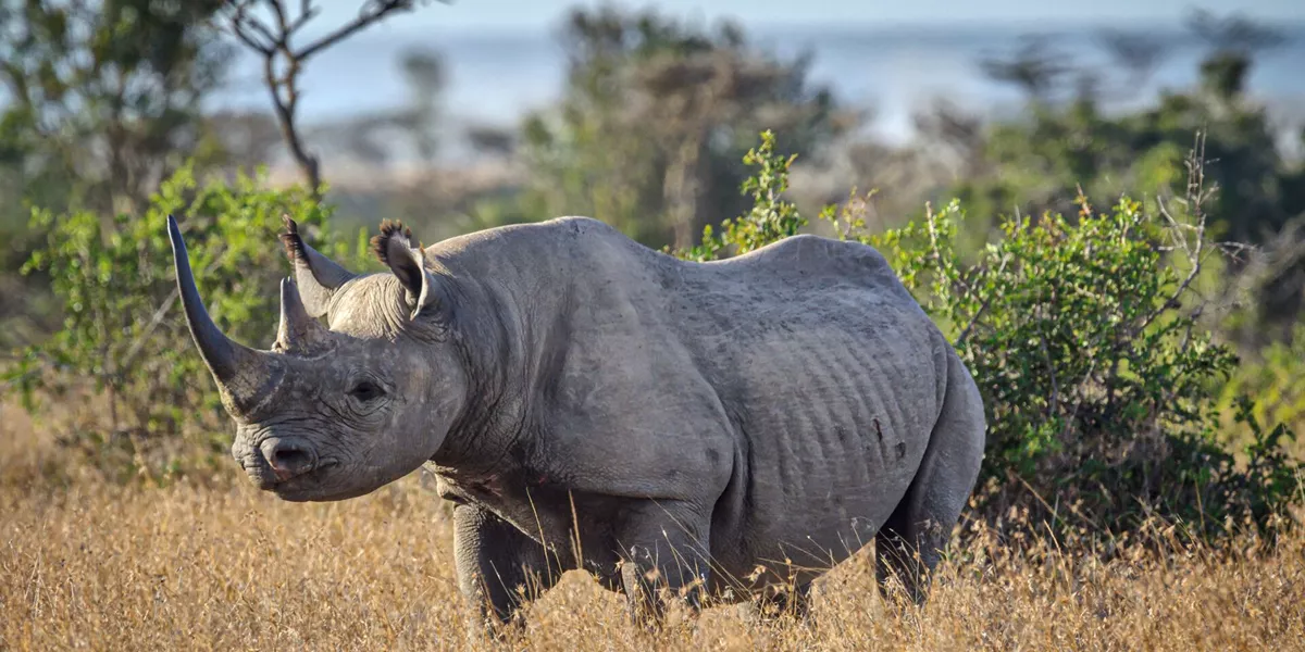 Endangered Black Rhinoceros In The Grassland Of Ol Pejeta Conservancy, Kenya, East Africa