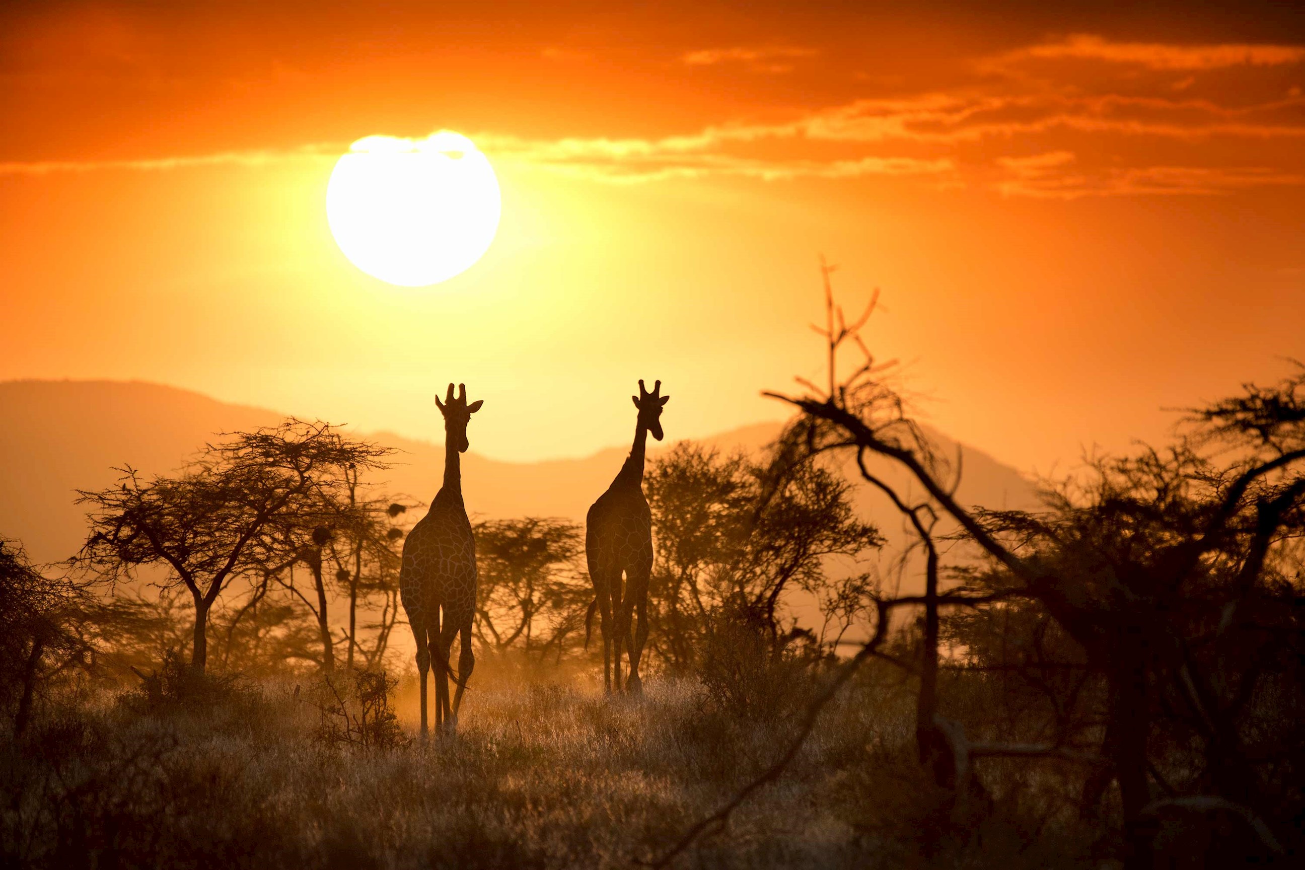 Sunset silhouettes of giraffes browsing in Samburu National Reserve, Kenya
