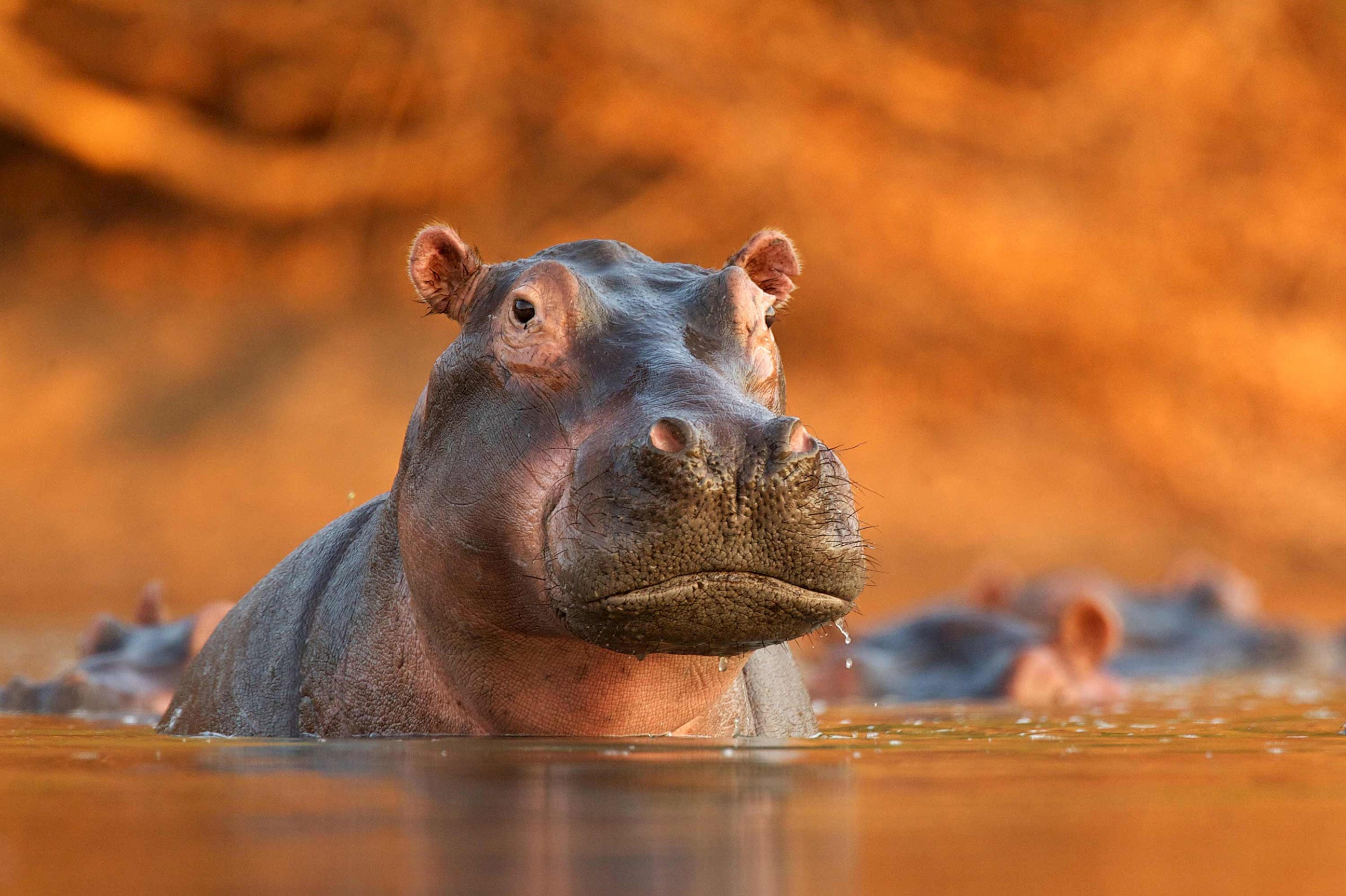 hippo-lake-st-lucia-south-africa.jpg
