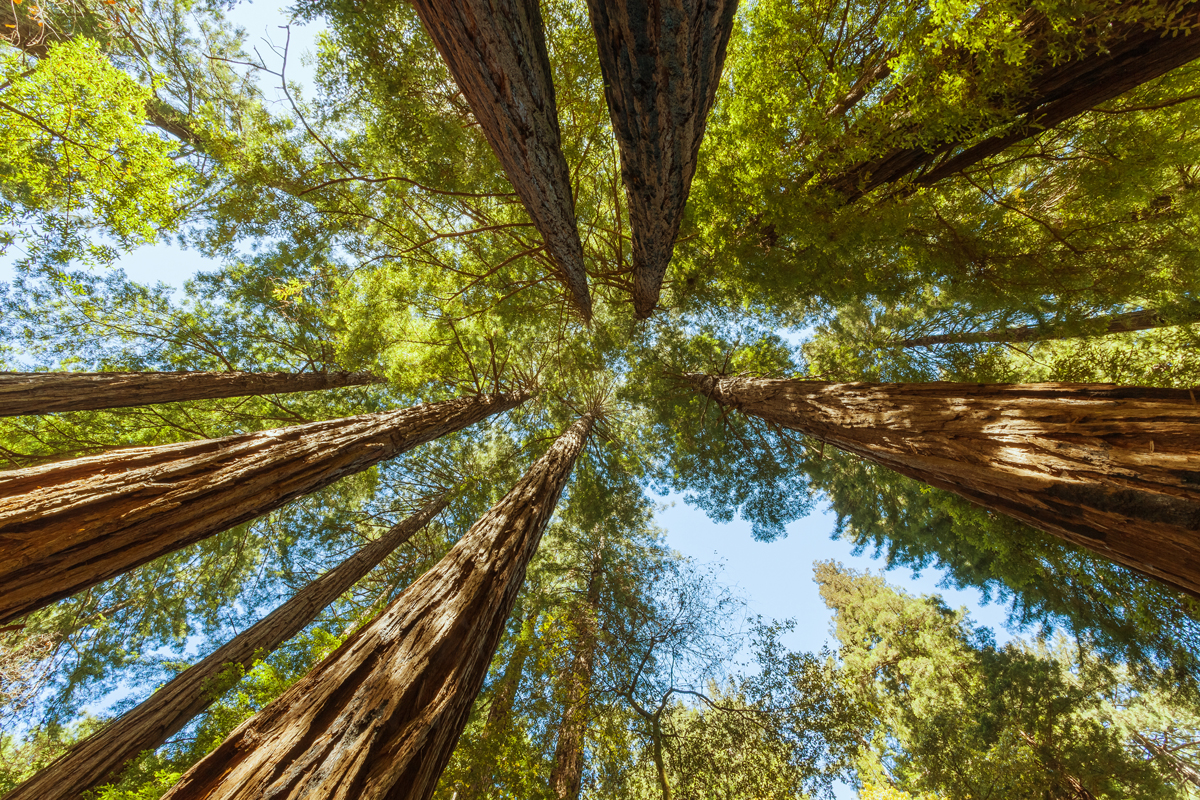 redwood-forest-looking-up-humboldt-redwoods-state-park-california-usa.jpg