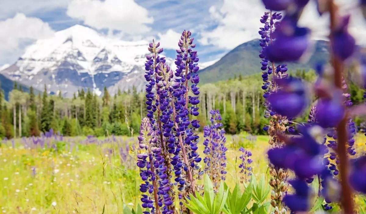 Flowers on the meadow with mountains in the background