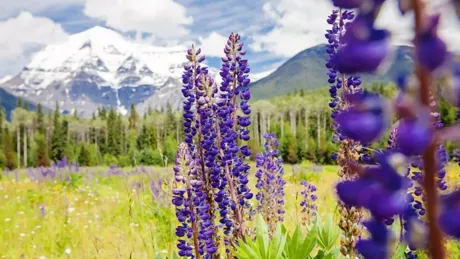 Flowers on the meadow with mountains in the background