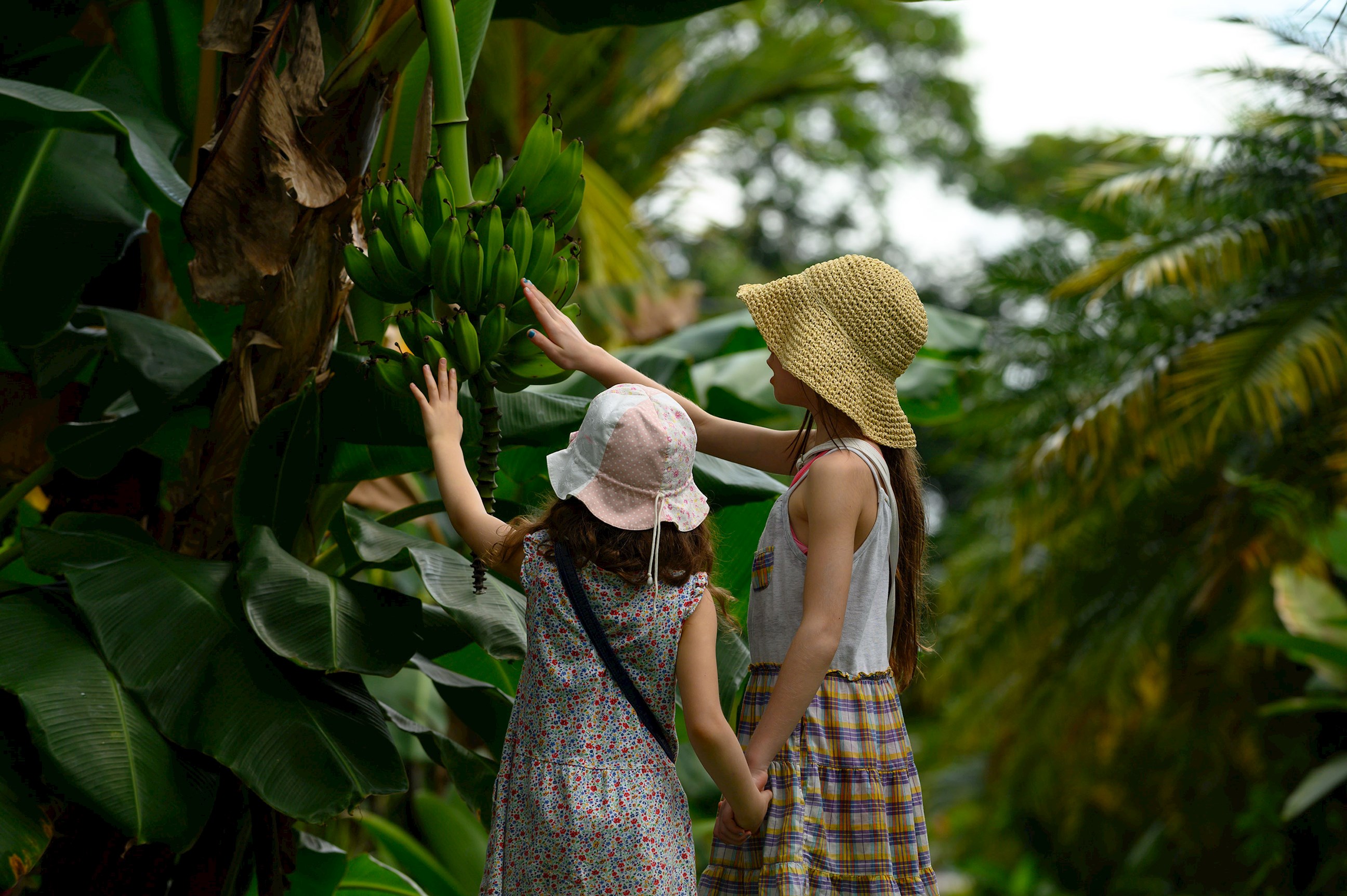 Monkeys, Jungles and Volcanoes Guided Tour