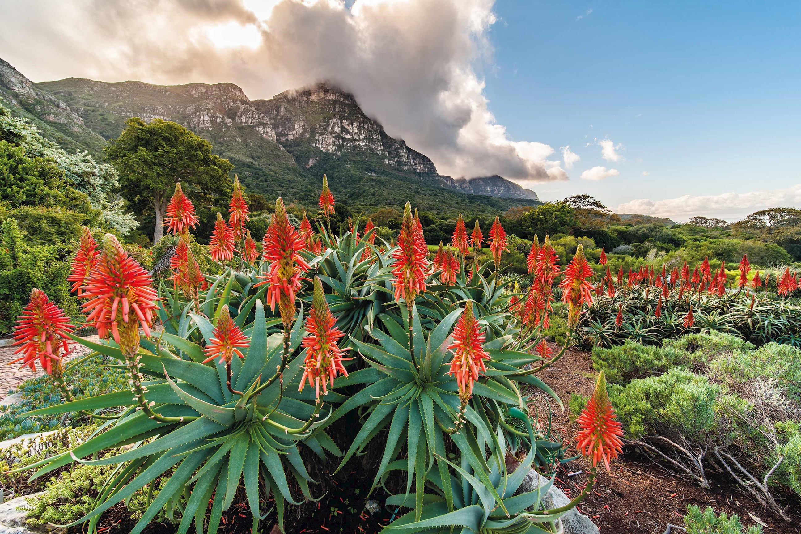 flowering-aloes-cape-town-south-africa.jpg
