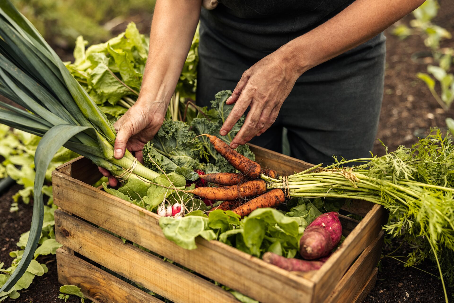 Close-up of a variety of organic vegetables