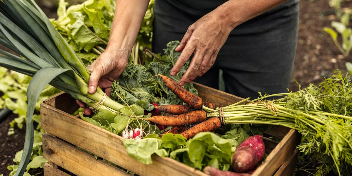 Close-up of a variety of organic vegetables