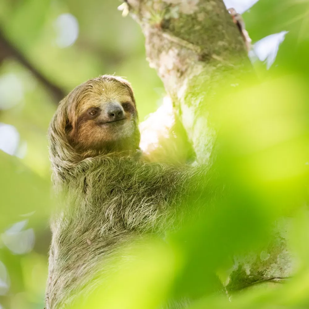 Brown Throated Three Toed Sloth in Tortuguero National Park, Limon Province, Costa Rica