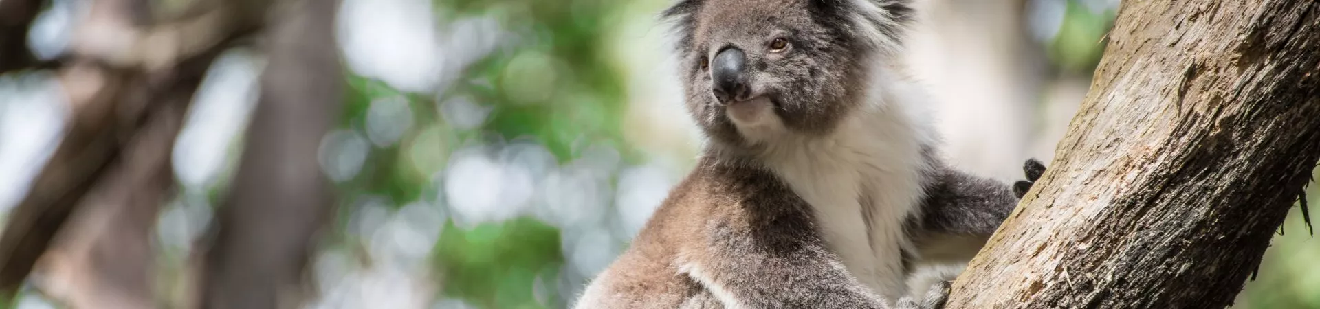 A koala climbing a tree
