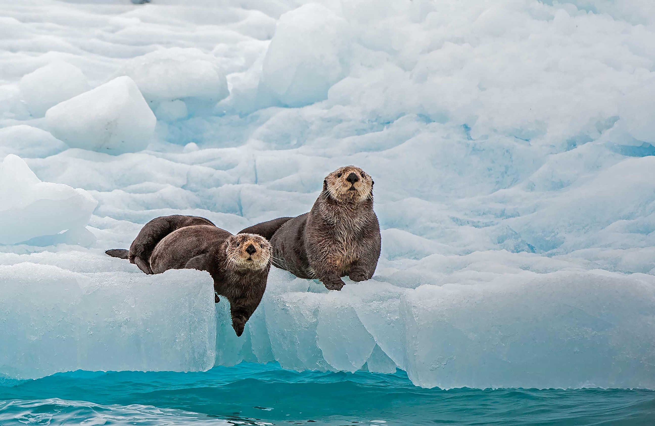 sea-otter-ice-valdez-alaska-usa.jpg