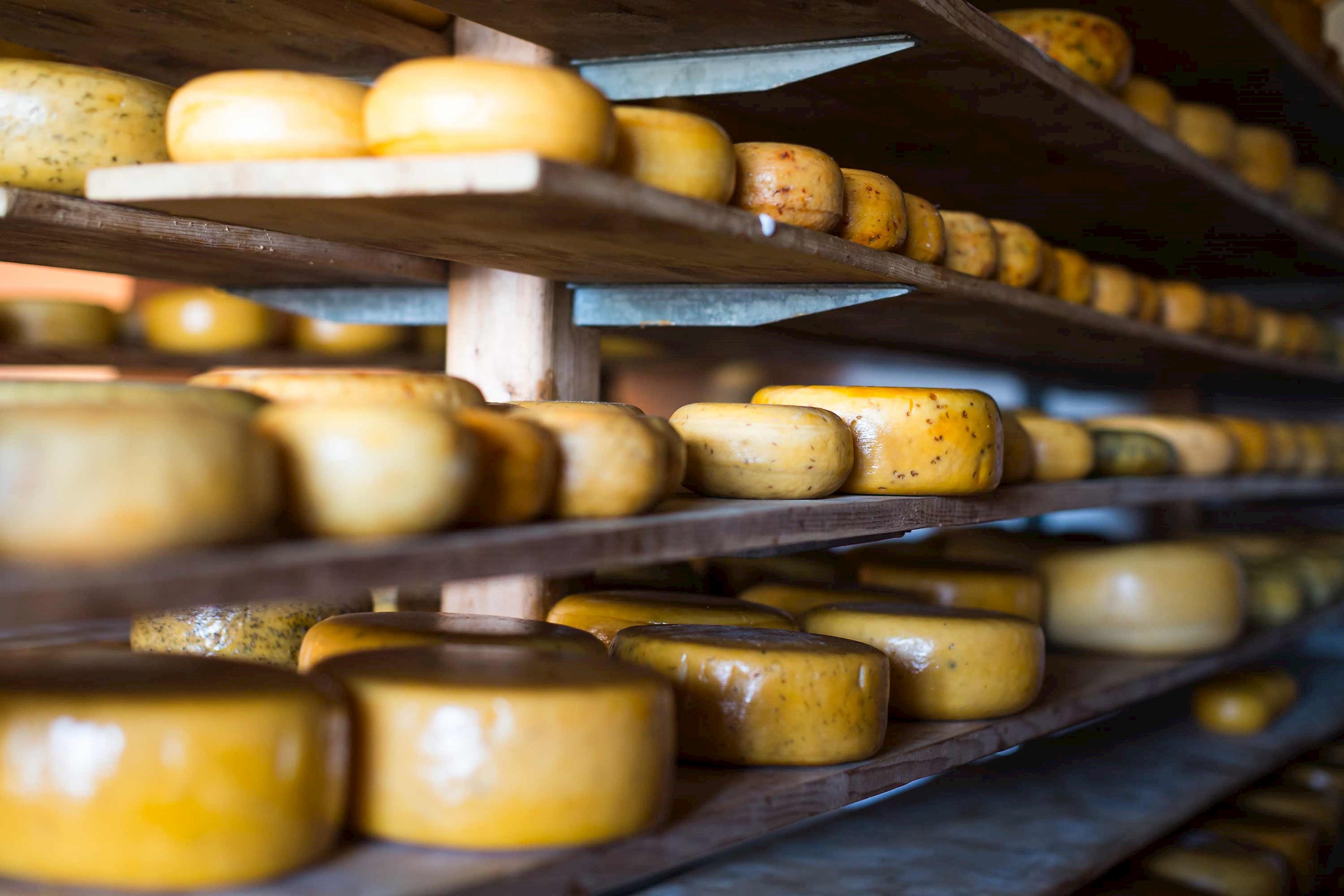 cheese-heads-volendam-netherlands.jpg
