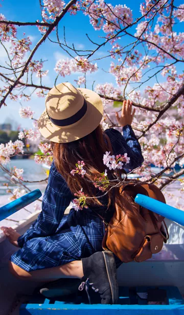 Asian Woman Is Enjoy Travel In Japan During Spring Season 942550846