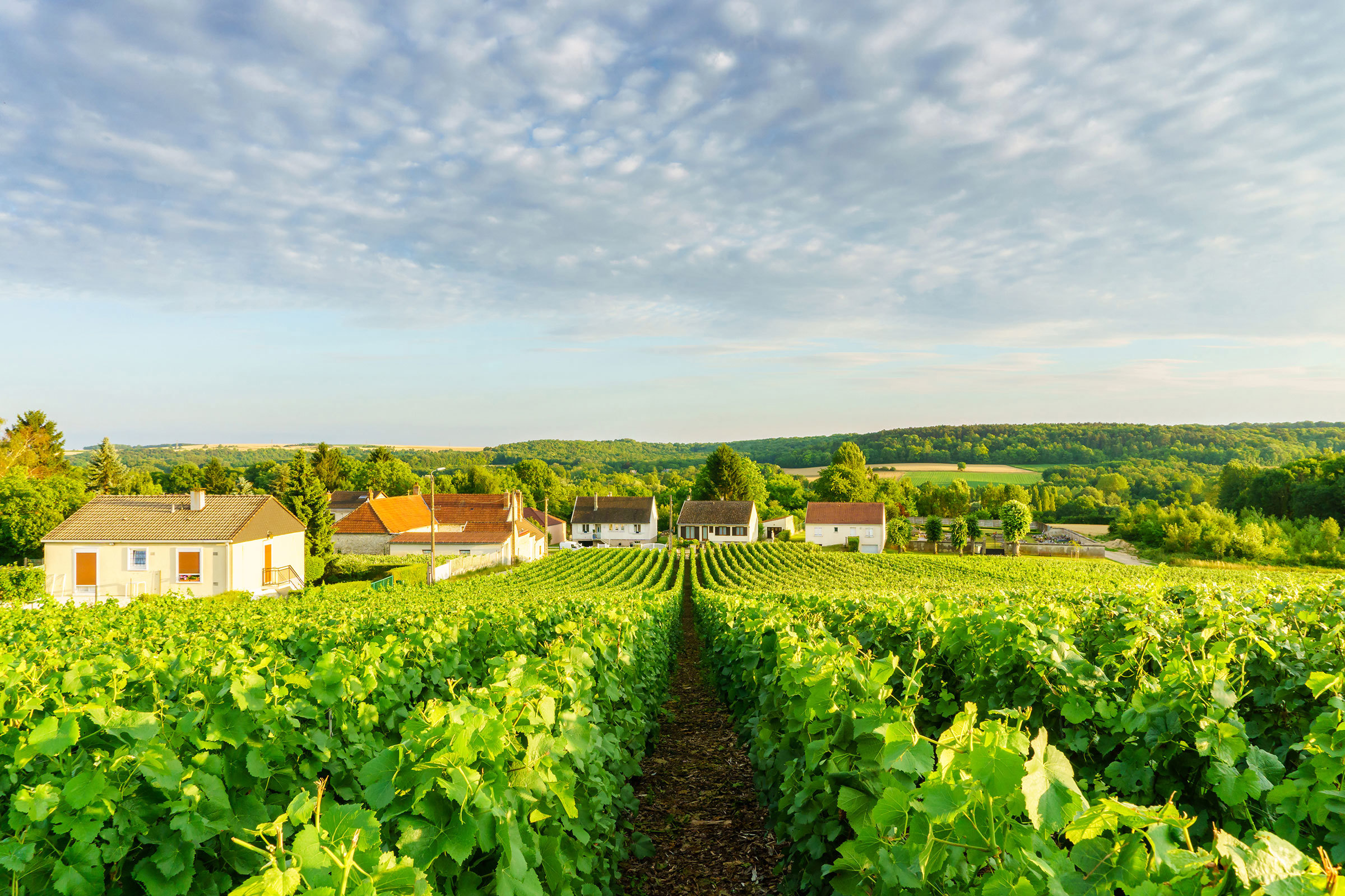 montagne-de-reims-countryside-village-reims-france.jpg