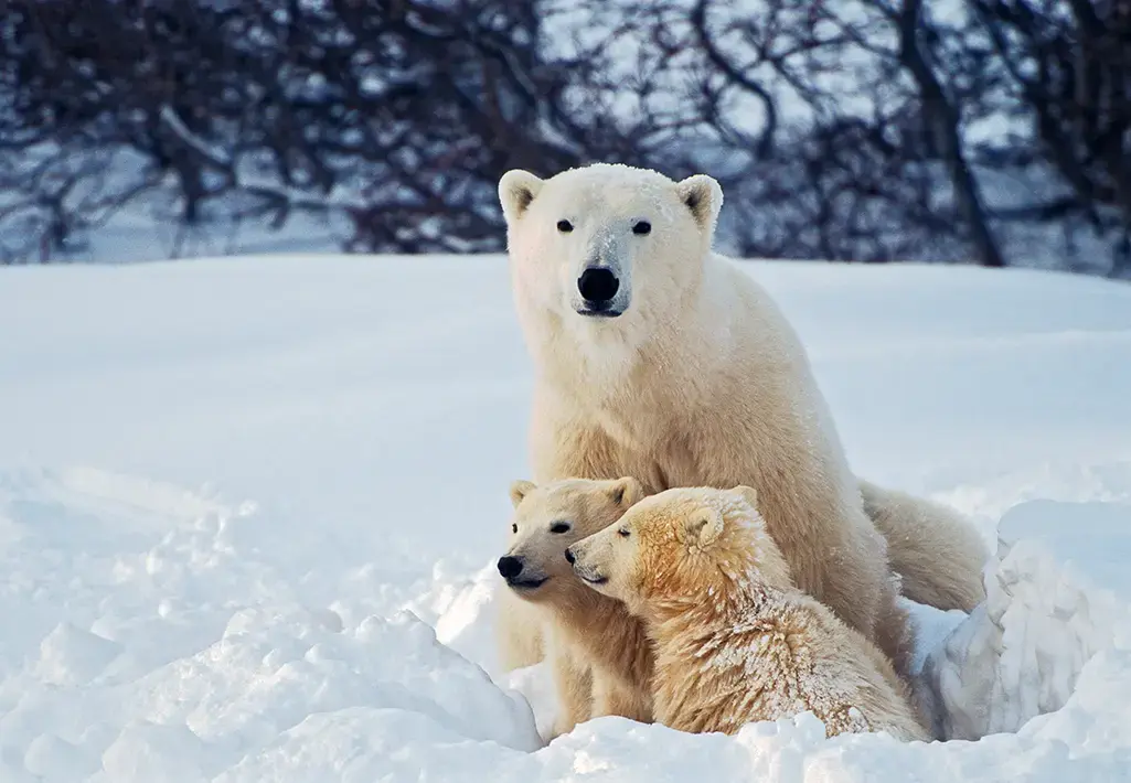 Polar Bear With Cubs In Snow