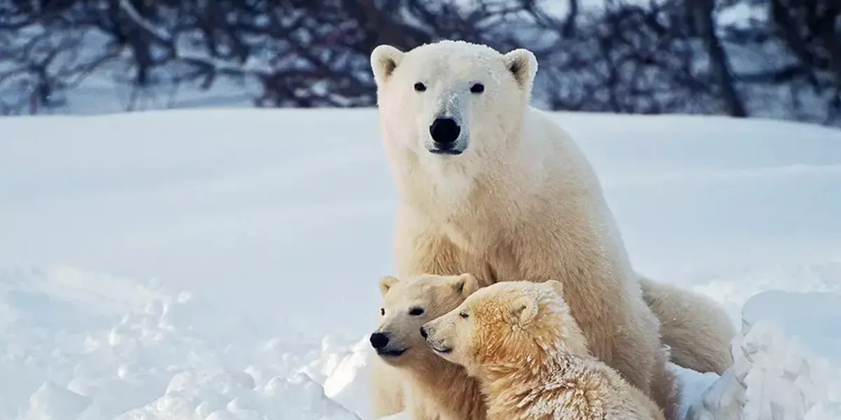 Polar Bear With Cubs In Snow