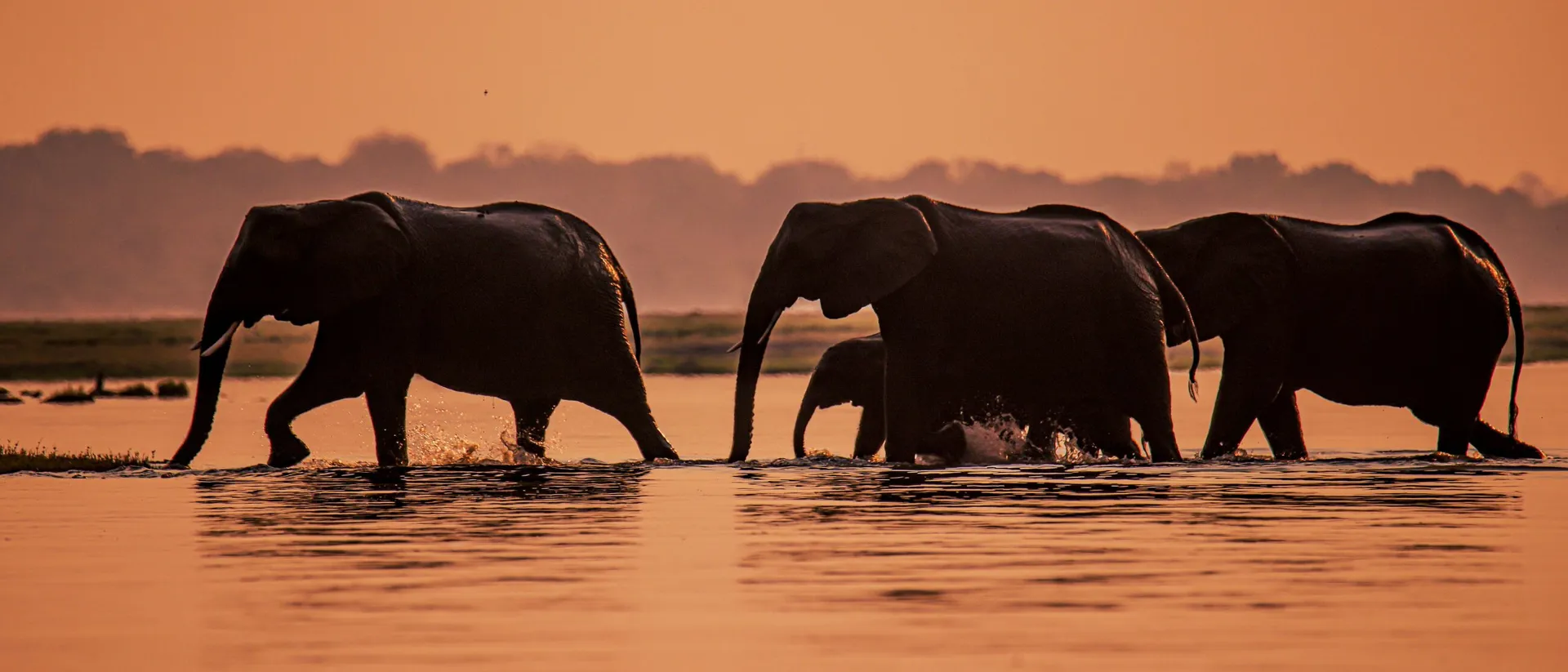 Boat safari tour on Chobe River, Botswana
