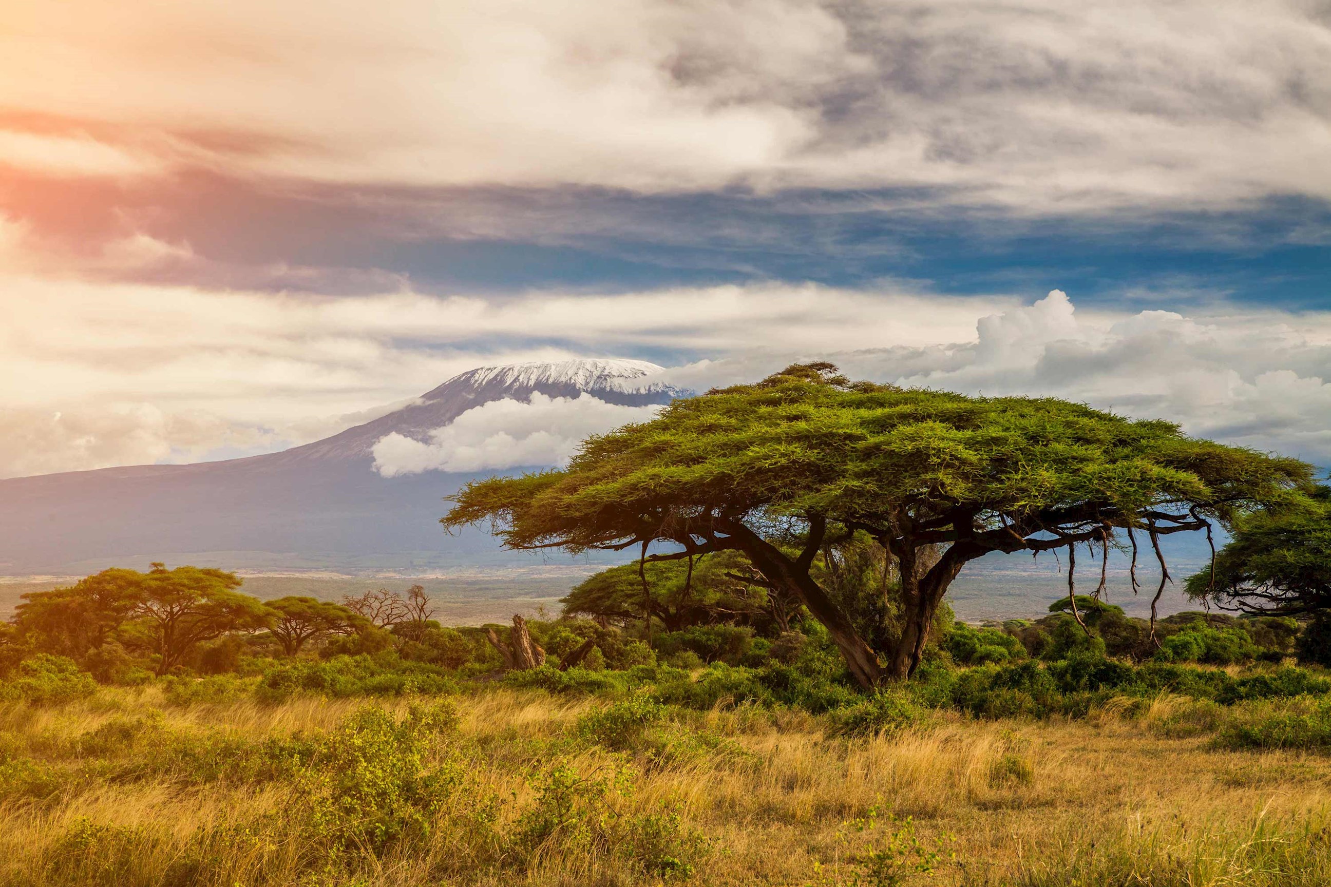 tree-mount-kilimanjaro-kenya.jpg