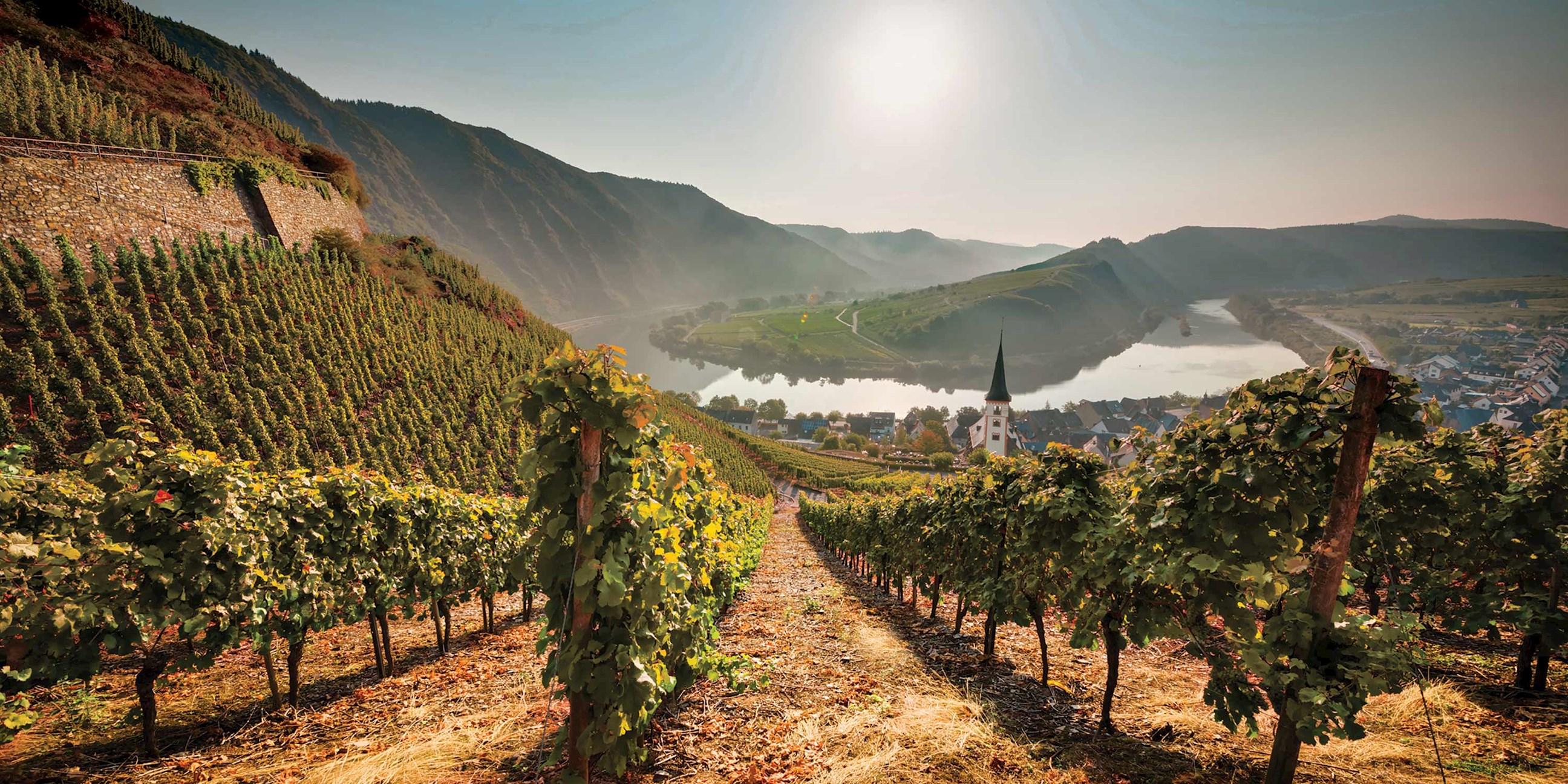 A vineyard in Rhine Valley in Germany