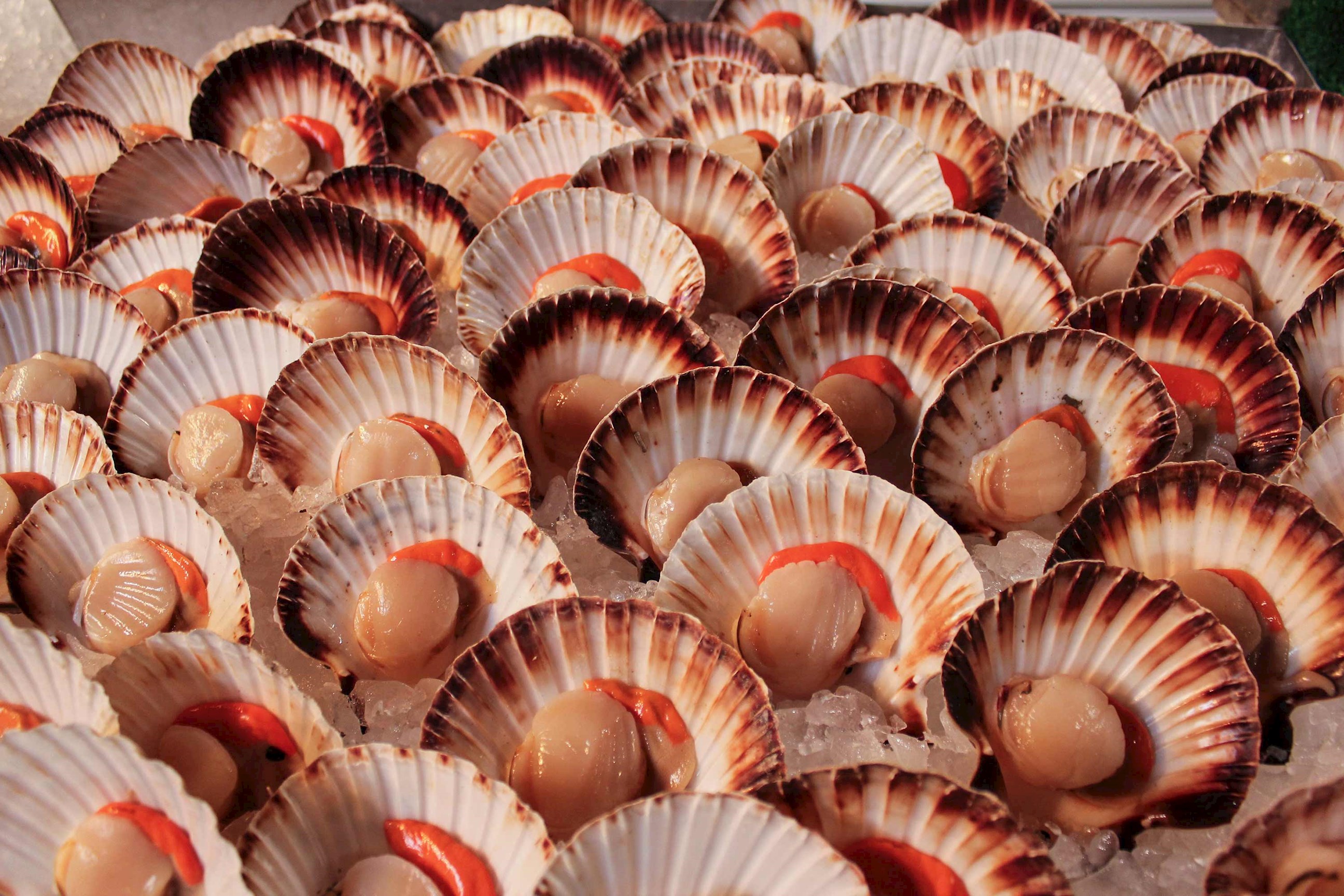 scallops-hobart-australia.jpg