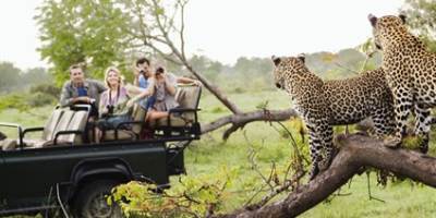 Cheetahs resting on a tree admired by tourists