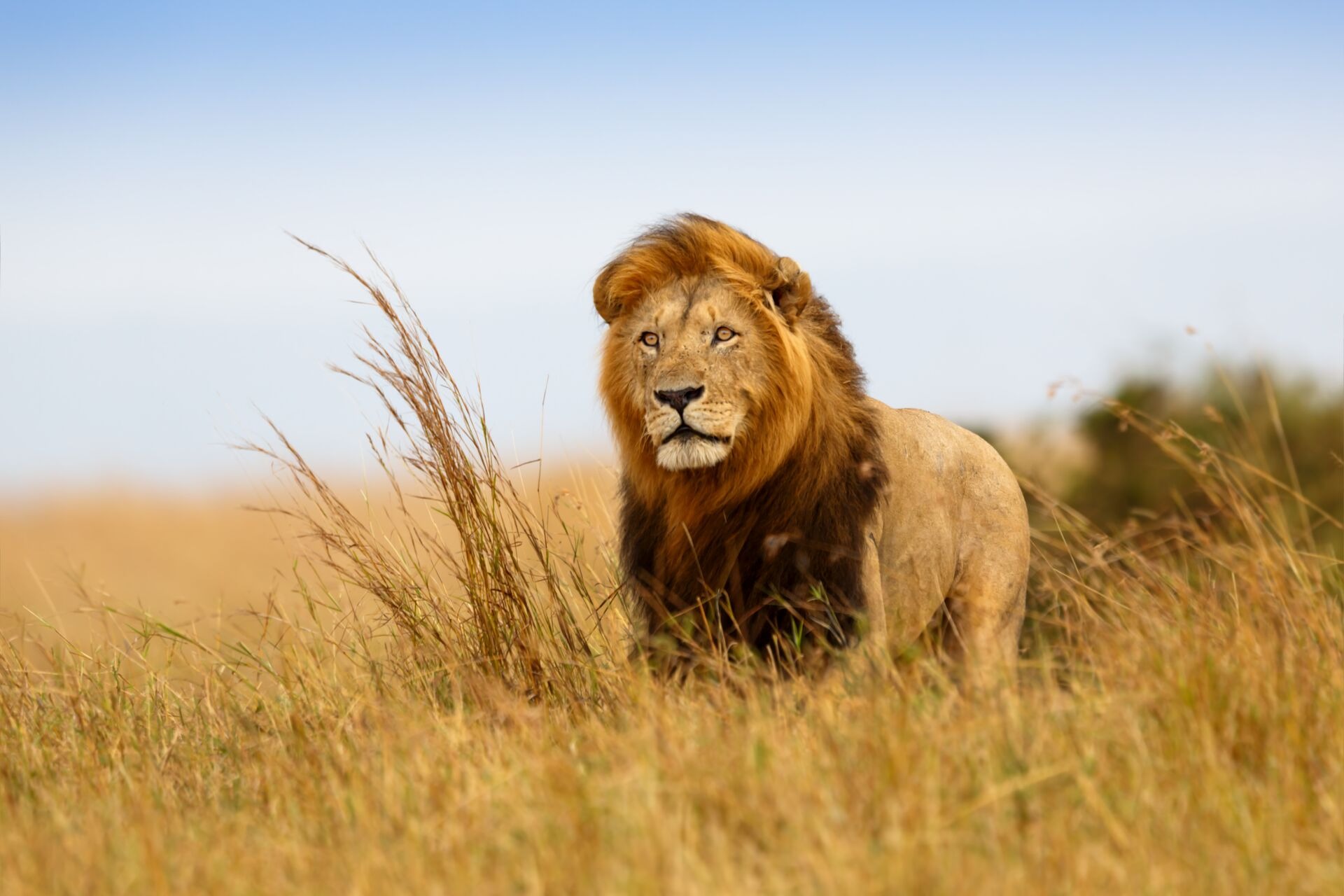 Beautiful lion caesar in the golden grass of Masai Mara
