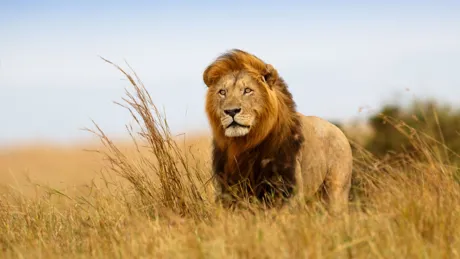Beautiful lion caesar in the golden grass of Masai Mara