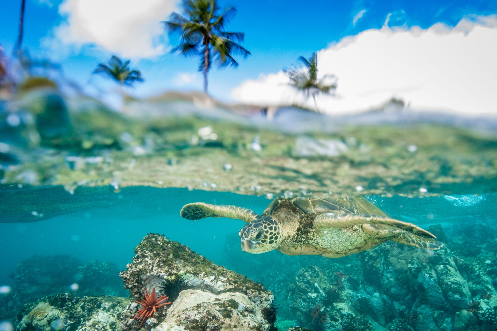 Green sea turtle swimming in Hawaii, USA
