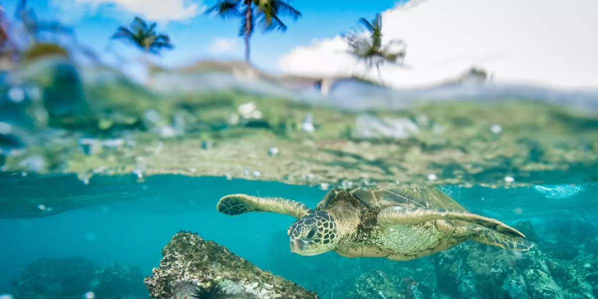 Green sea turtle swimming in Hawaii, USA