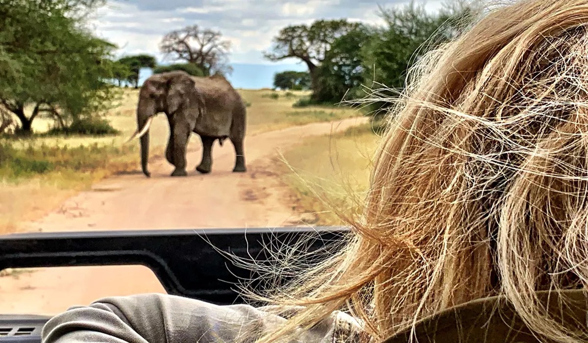 Rear view of woman looking at elephant while peeking from car roof on safari ride, Africa