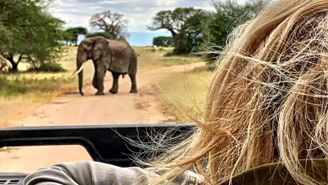 Rear view of woman looking at elephant while peeking from car roof on safari ride, Africa