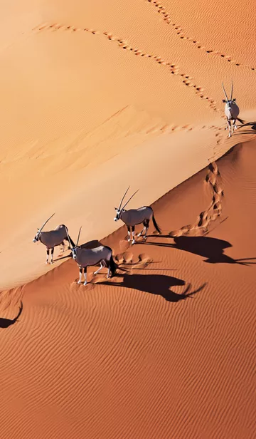 Gemsboks (Oryx Gazella) In Typical Desert Habitat Namib Desert, Namib Naukluft National Park, Namibia, Africa 139814922