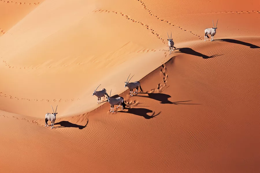 Gemsboks (Oryx Gazella) In Typical Desert Habitat Namib Desert, Namib Naukluft National Park, Namibia, Africa 139814922