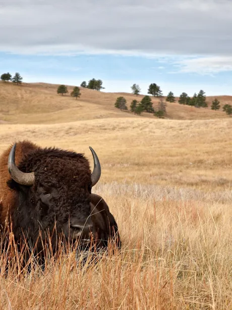 Usa South Dakota Bison Custer State Park