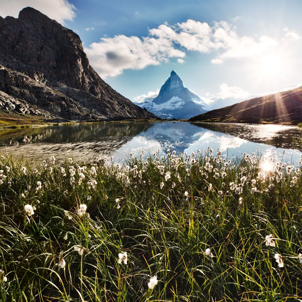 Matterhorn And Flowers 