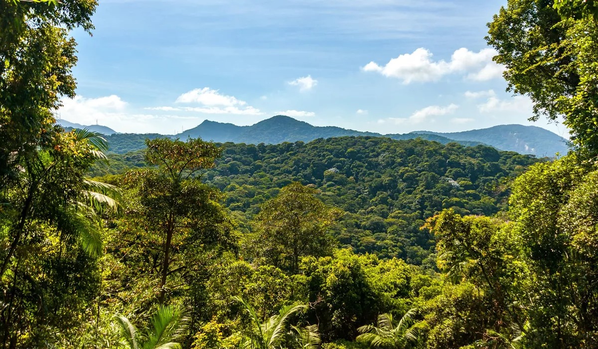 Large View Of Forest And Mountains In The Tijuca National Park