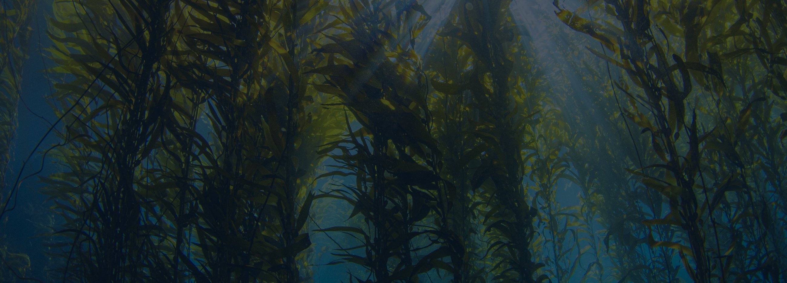 Seaweed In The Water