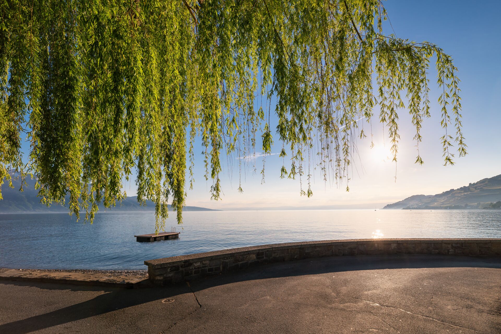 Weeping Willow over Lake Geneva at dawn in Geneva, Switzerland 