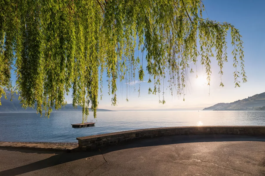 Weeping Willow over Lake Geneva at dawn in Geneva, Switzerland