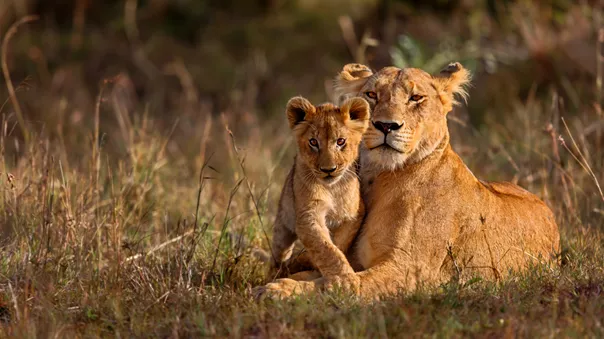 Lion Mother With Cub 533297303