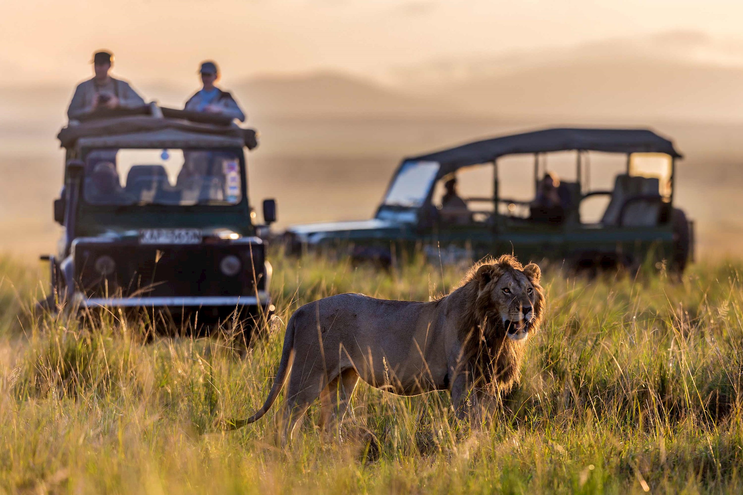 safari-lion-samburu-national-reserve-kenya.jpg