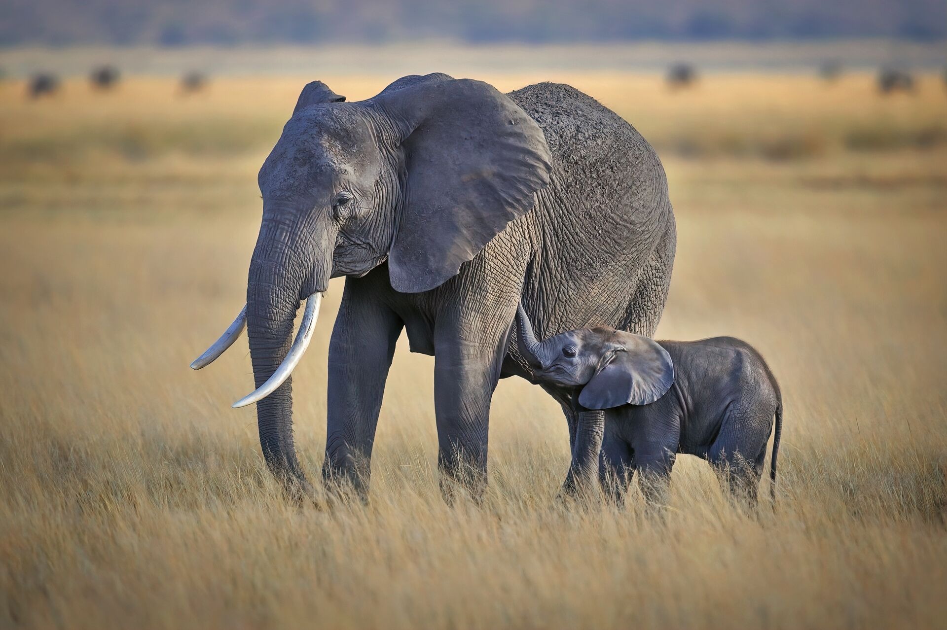 kenya-mother-baby-elephant-grassland-amboseli-national-park.jpg