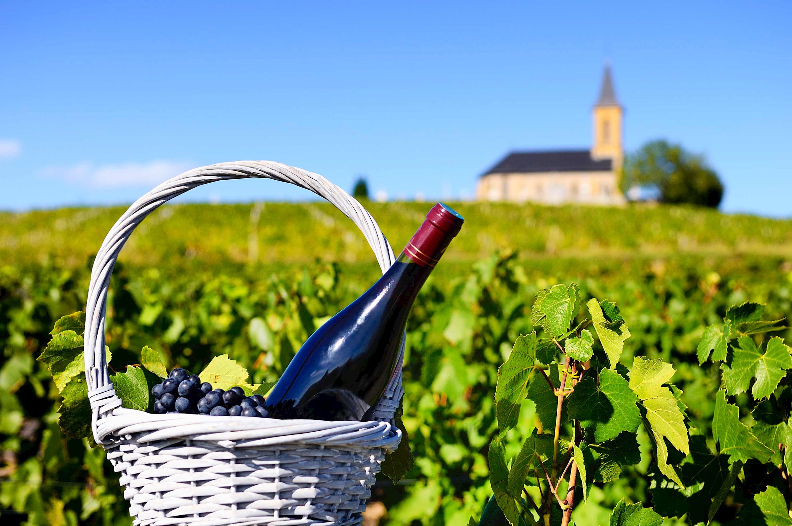 wine-vineyard-burgundy-france.jpg