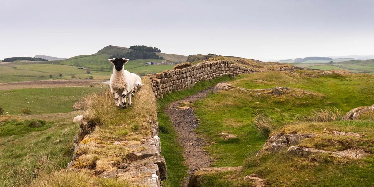 Sheep on Hadrian's wall