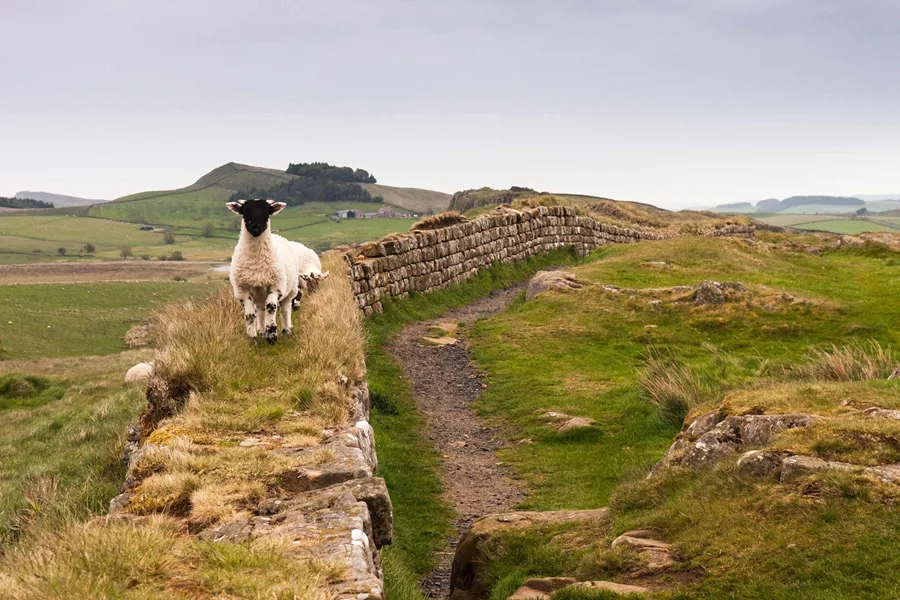 Sheep on Hadrian's wall