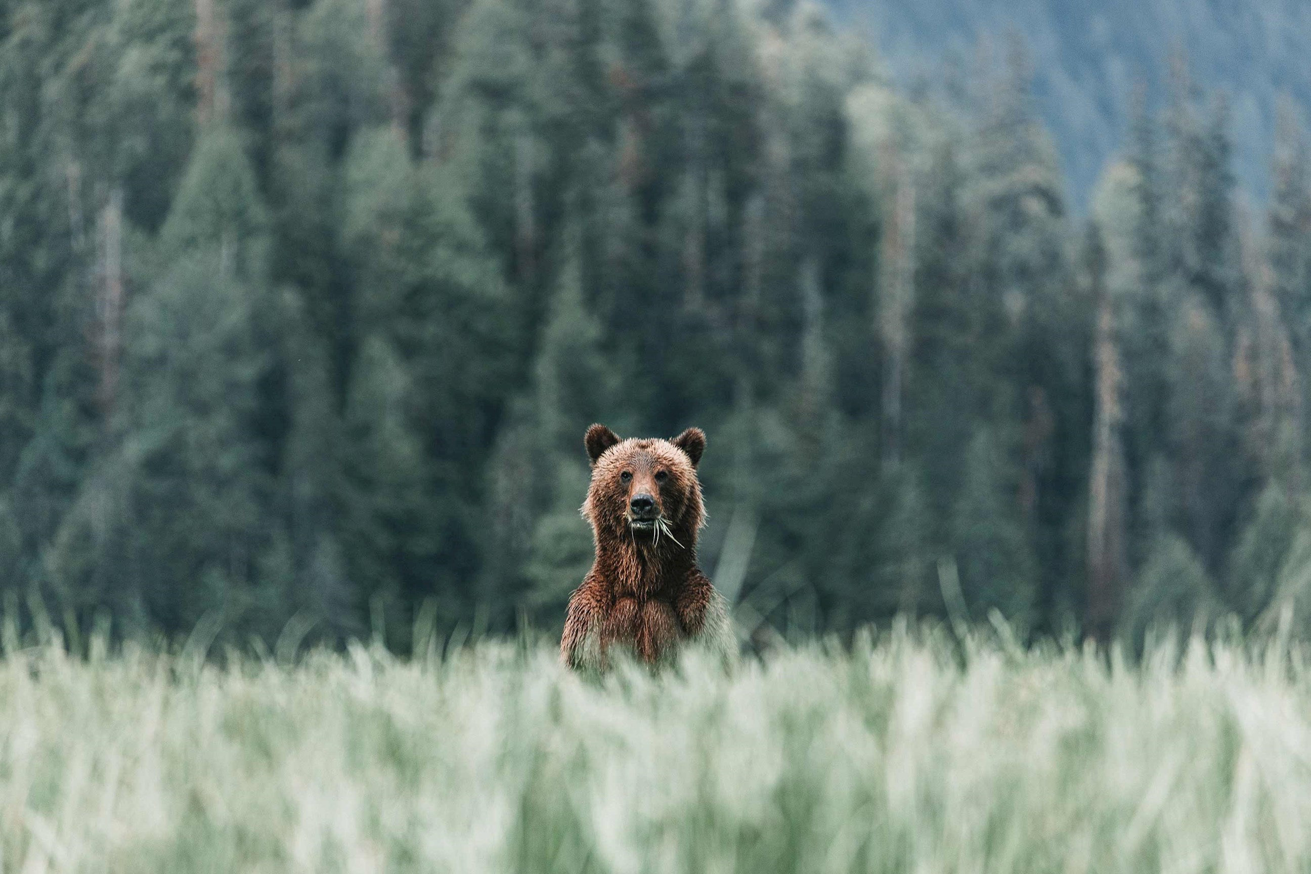 bear-banff-national-park-canada.jpg