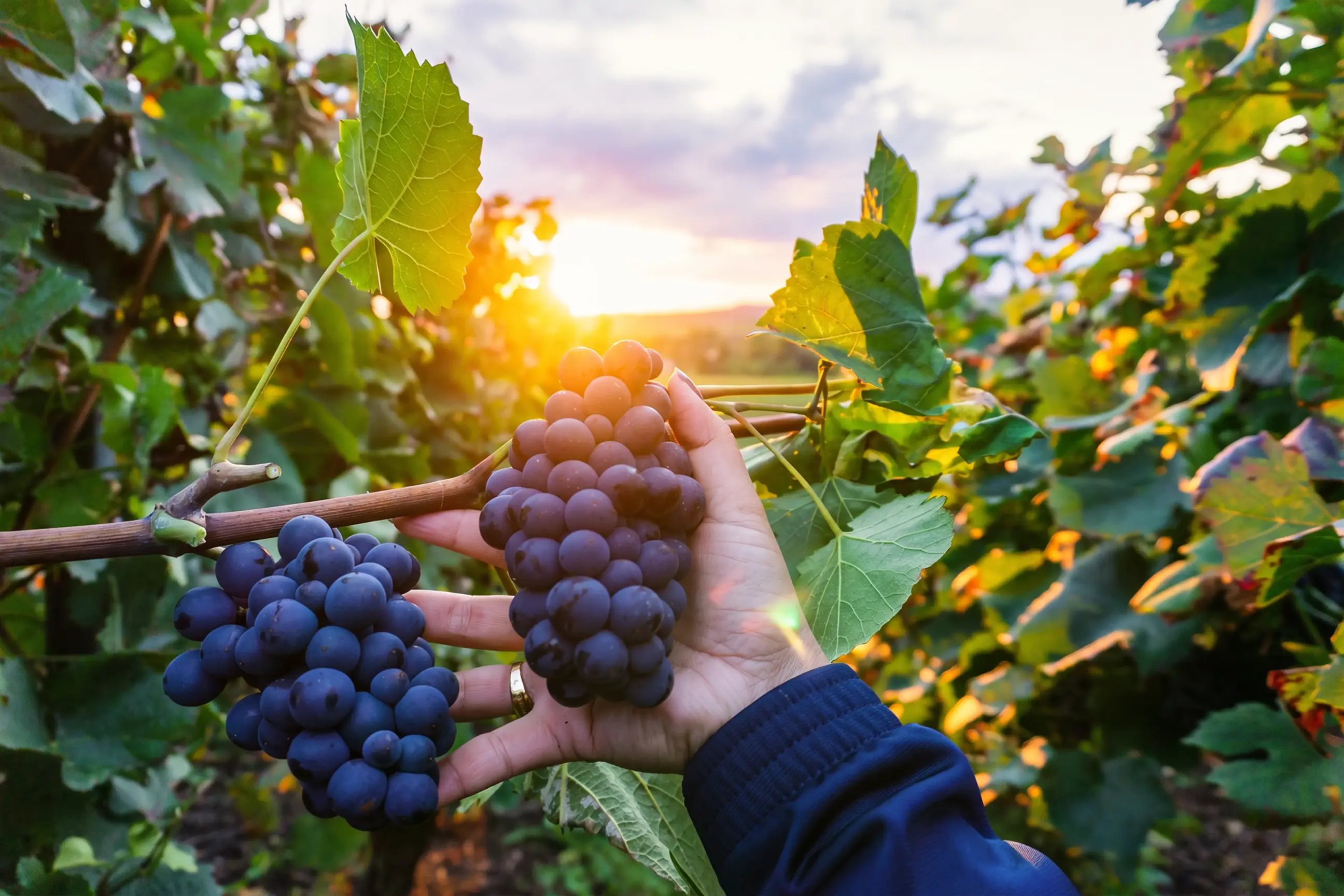 day-hero-bunch-grapes-champagne-france.webp
