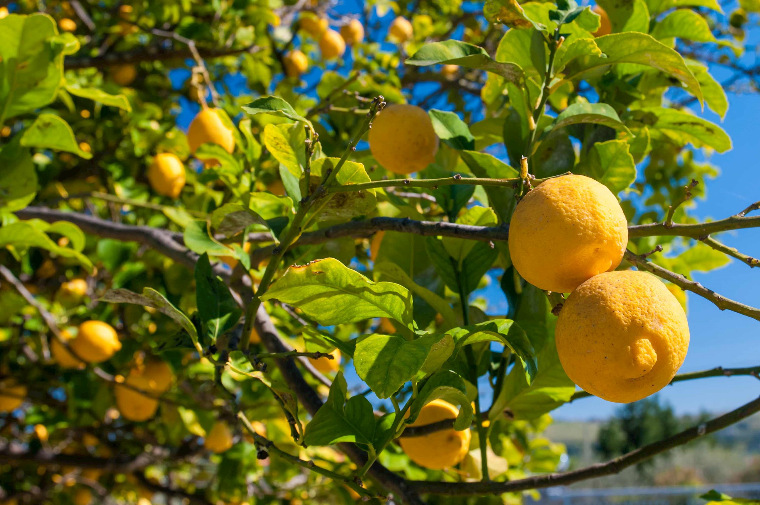 A close-up of a lemon tree in Sicily
