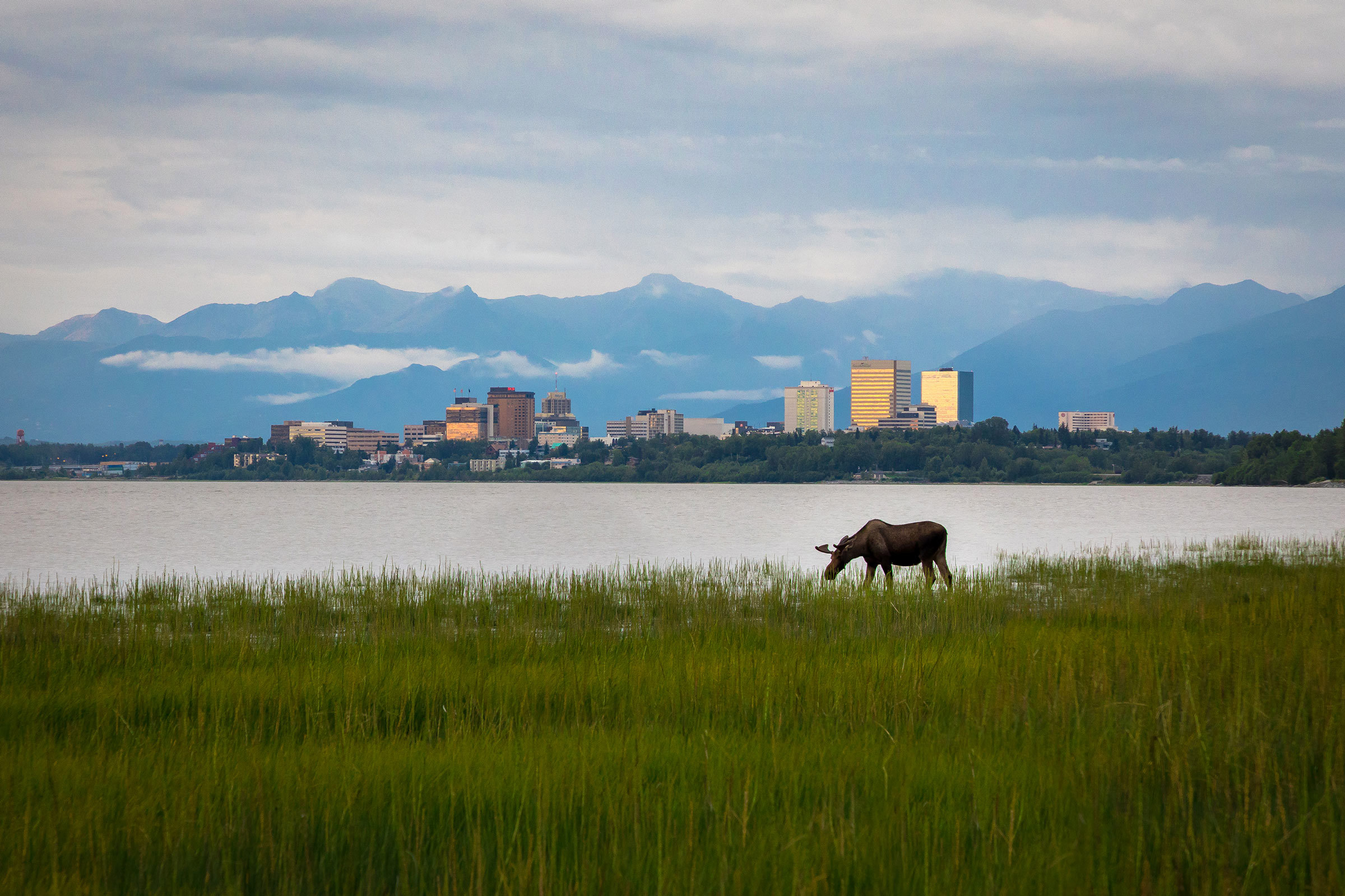 moose-anchorage-alaska-usa.jpg